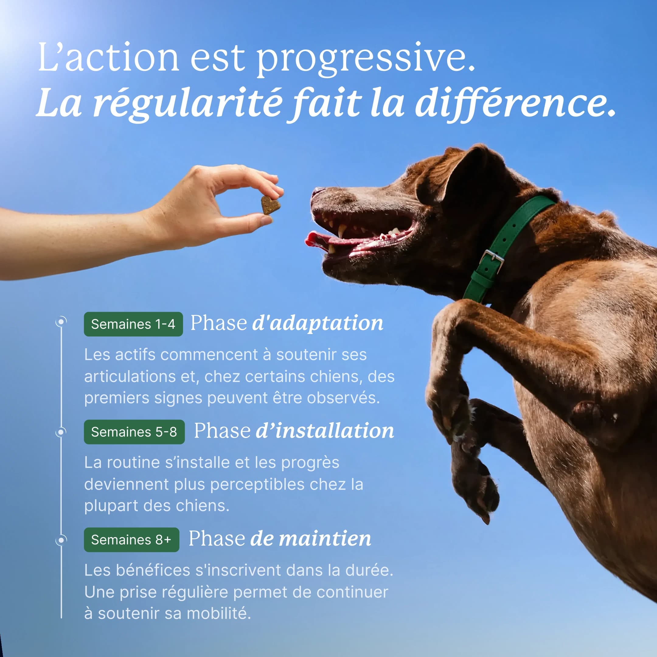 Chien brun bondissant vers une bouchée tendue par une main. L'action est progressive : semaines 1 à 4, phase d'adaptation ; semaines 5 à 8, phase d'installation ; à partir de 8 semaines, phase de maintien.