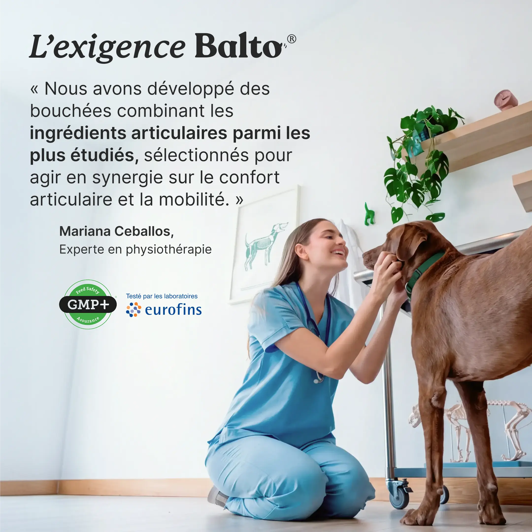 Mariana Ceballos, experte en physiothérapie, examine un chien brun en cabinet. Bouchées combinant des ingrédients articulaires parmi les plus étudiés. Certification GMP+, testé par les laboratoires Eurofins.