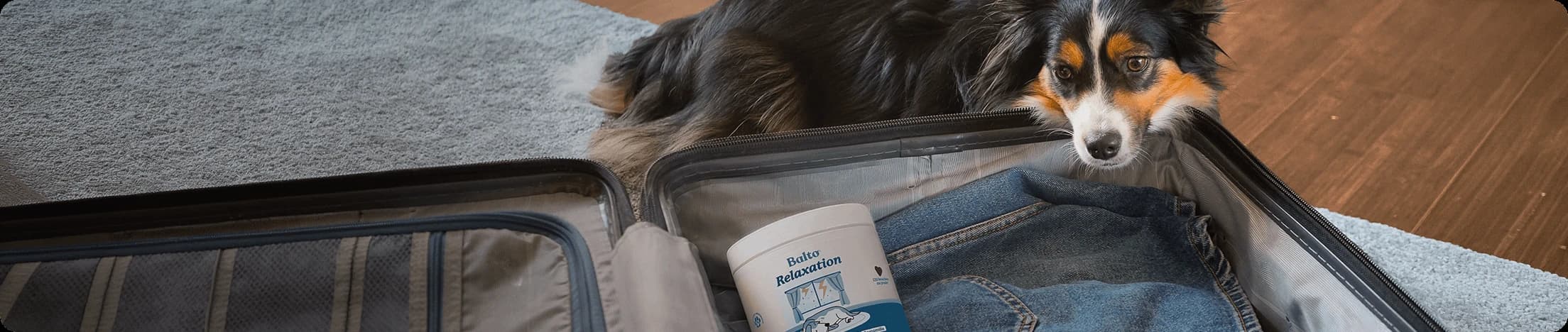 Promotion d'été Balto Relaxation