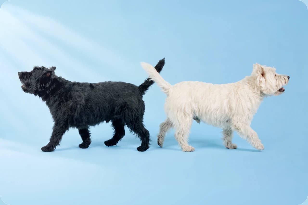 Deux chiens, un noir et un blanc, dos à dos sur fond bleu
