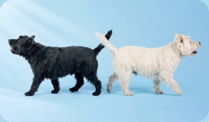 Deux chiens, un noir et un blanc, dos à dos sur fond bleu