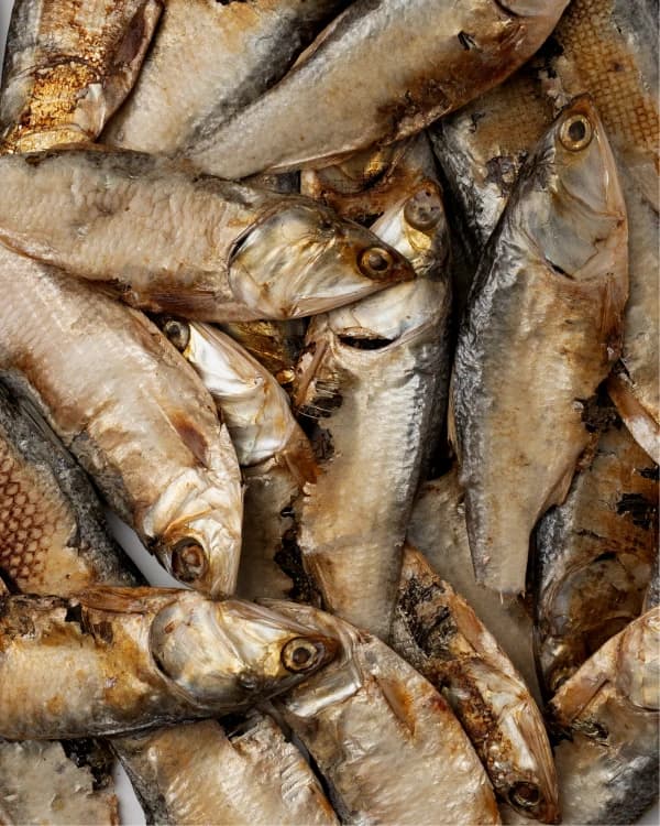 Petits poissons sauvages texture