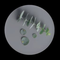 Eucalyptus image