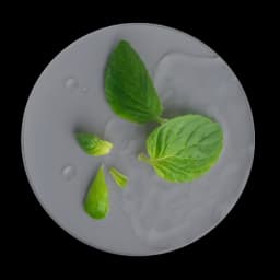 Menthe poivrée image