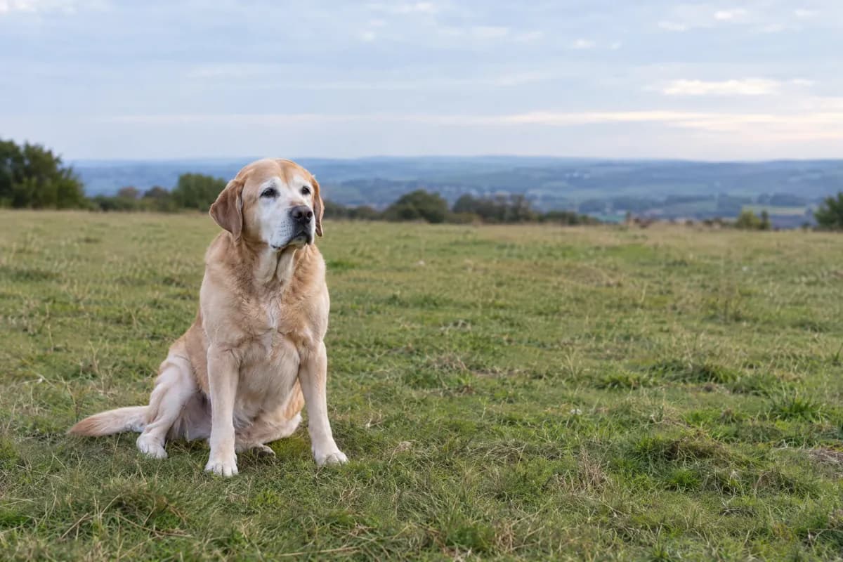 chien senior en extérieur